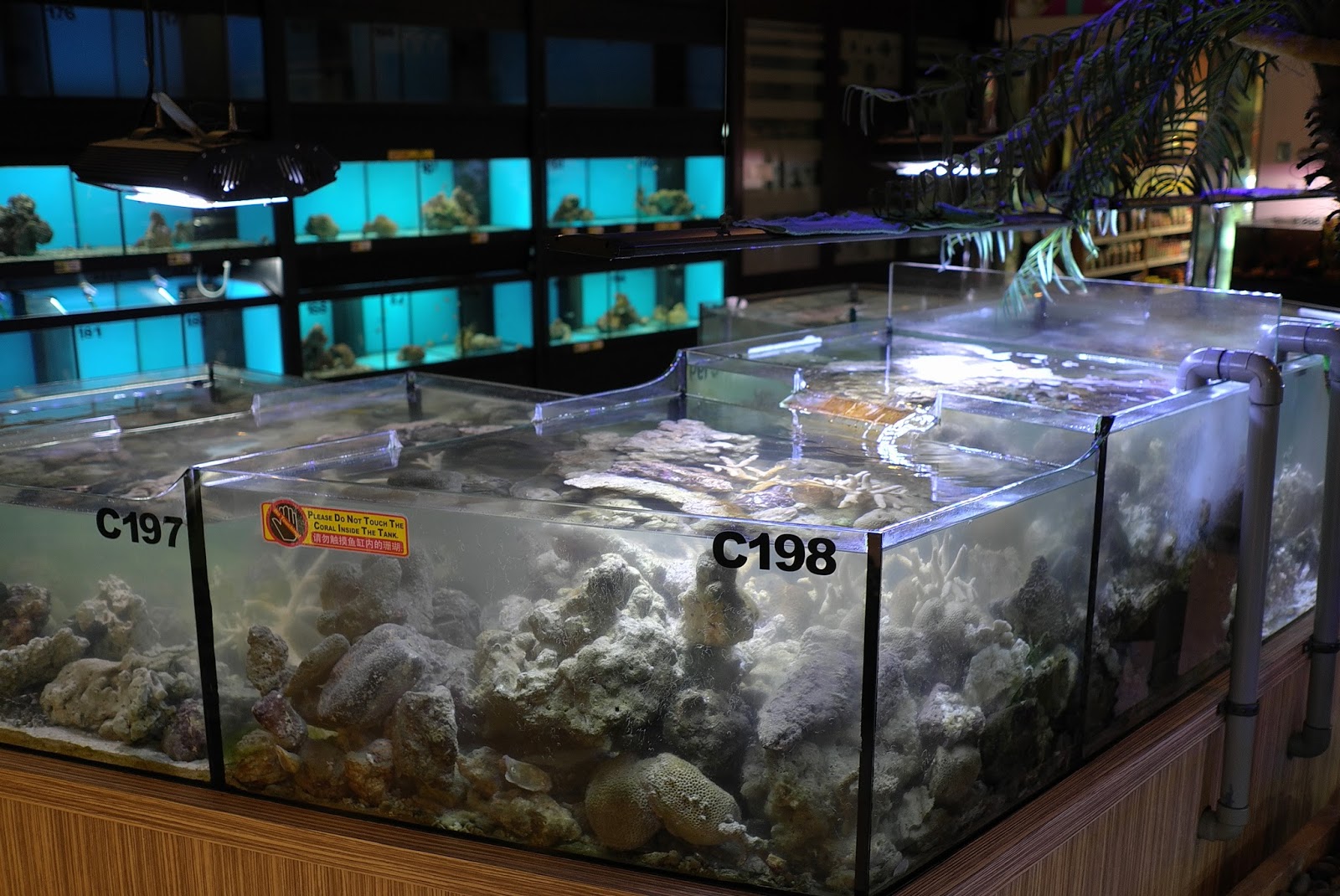 JE TunNel One of Top 10 largest Pet Shops in the World! CHEW THEAN