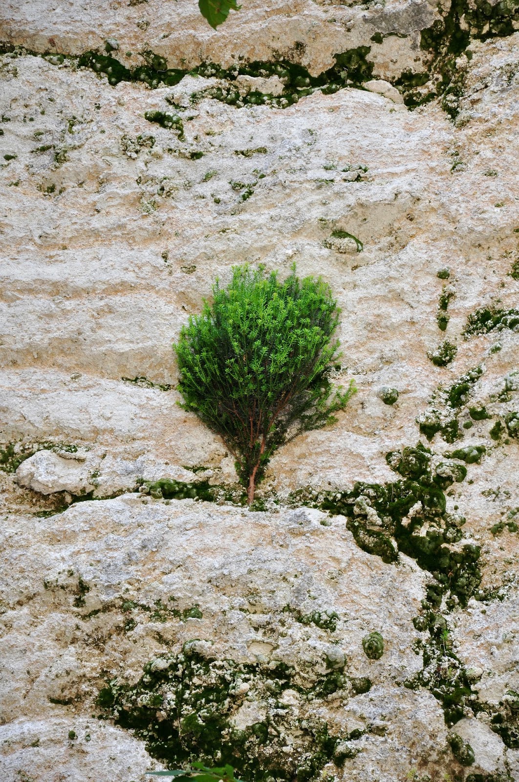A tree growing on the vertical rocks, Madara, Bulgaria
