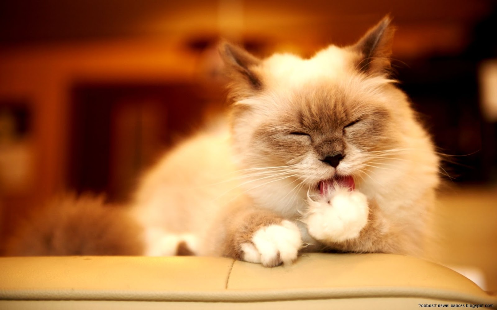 Cat Cleaning Paw Cat Cleaning Paw