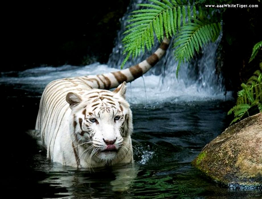 White Tiger Waterfall White Tiger Waterfall
