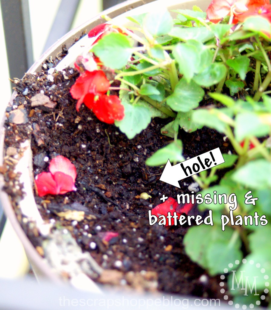 5 Tricks to Keep Squirrels Out of Your Plants The Scrap Shoppe