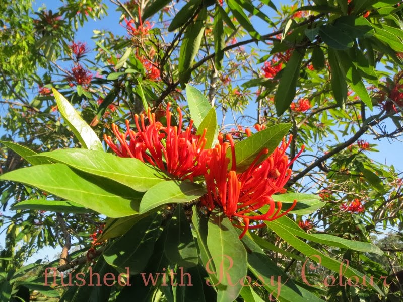 Flushed with Rosy Colour Queensland Waratah