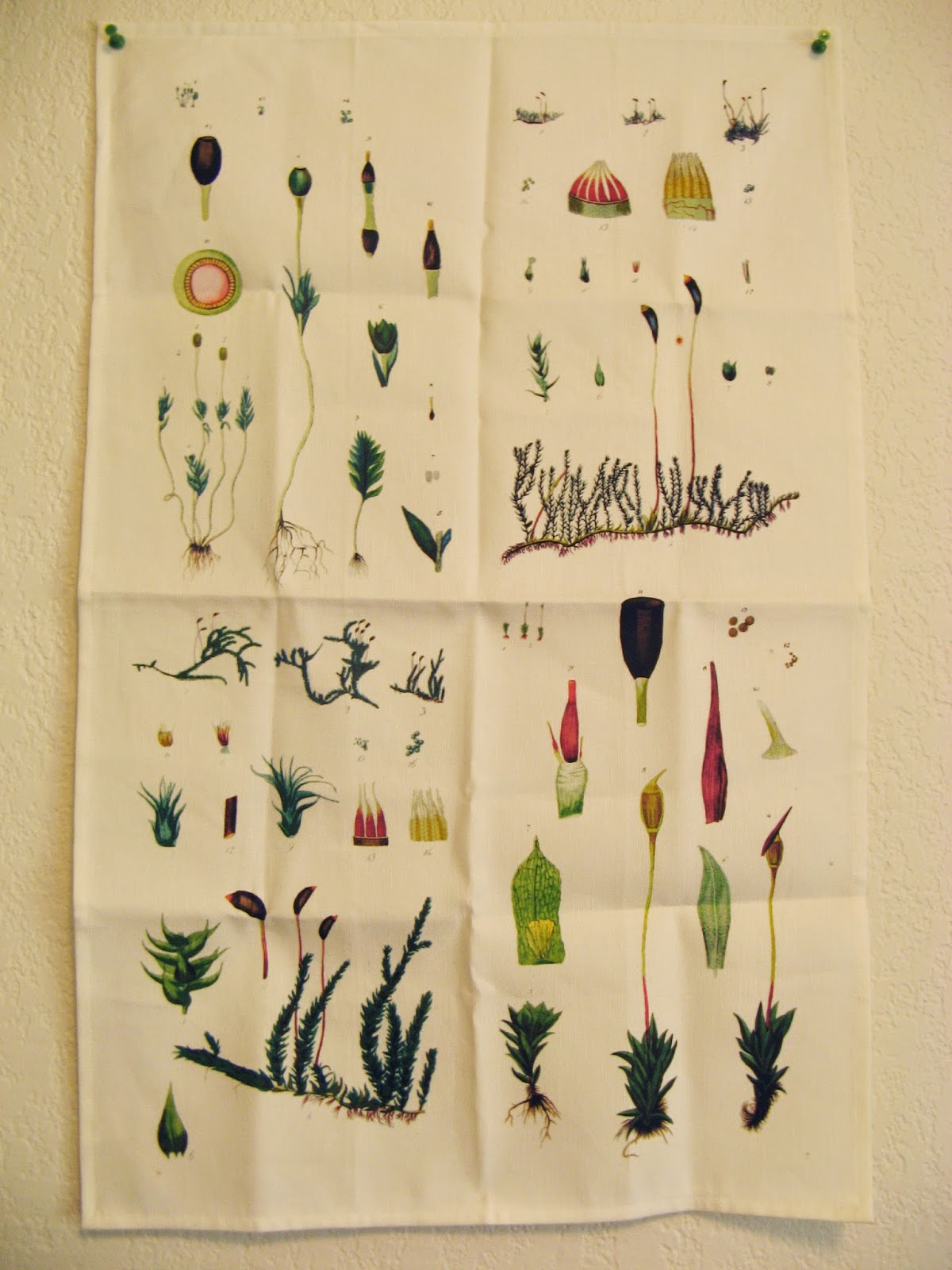 Moss Plants and More Mosses on the Walls