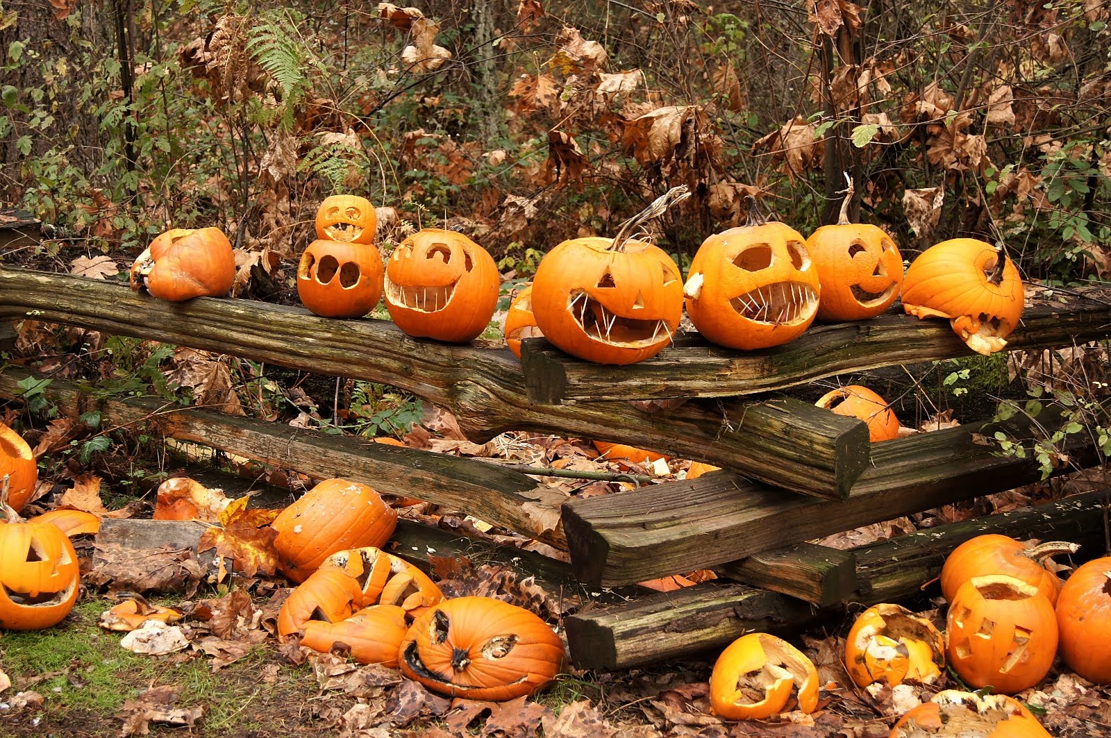 Victoria Daily Photo Pumpkin Graveyard