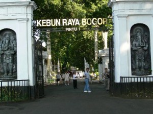 kebun raya bogor