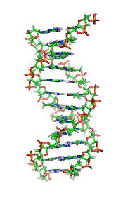 DNA Manusia