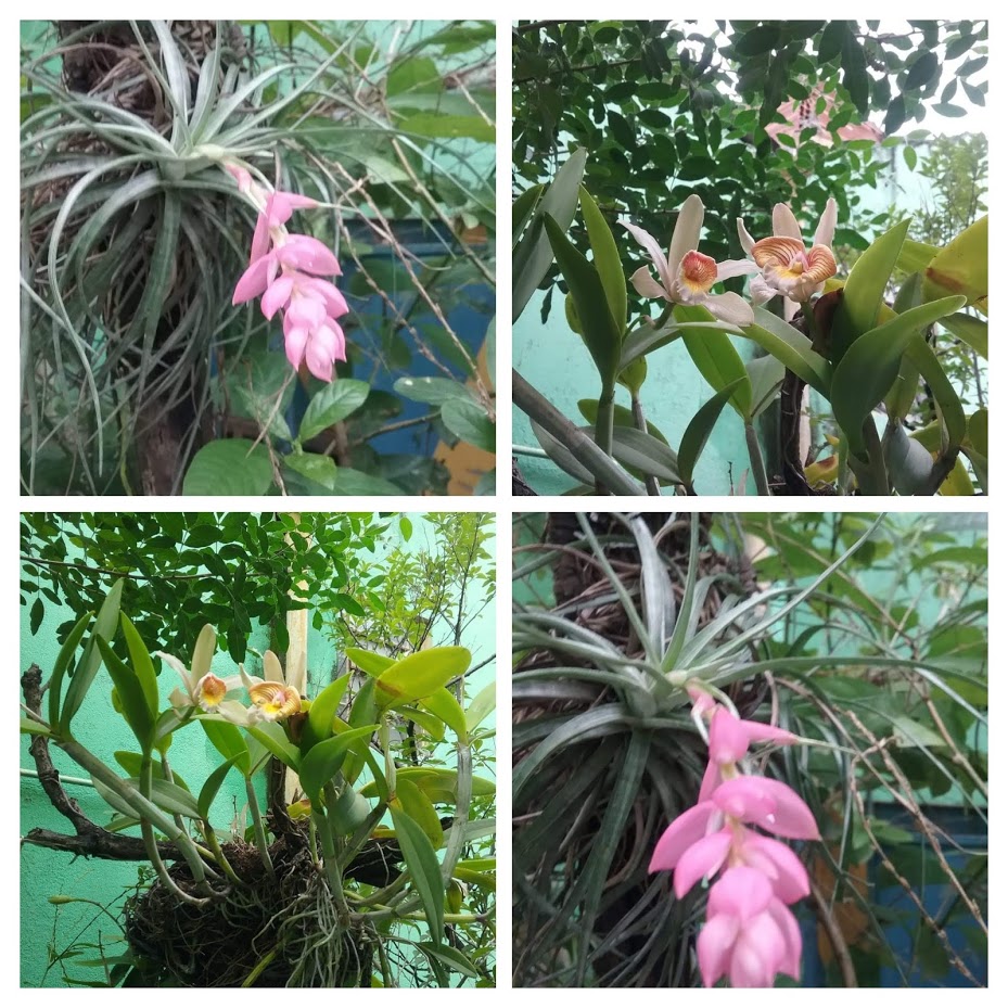 FLORES DA MINHA MÃE