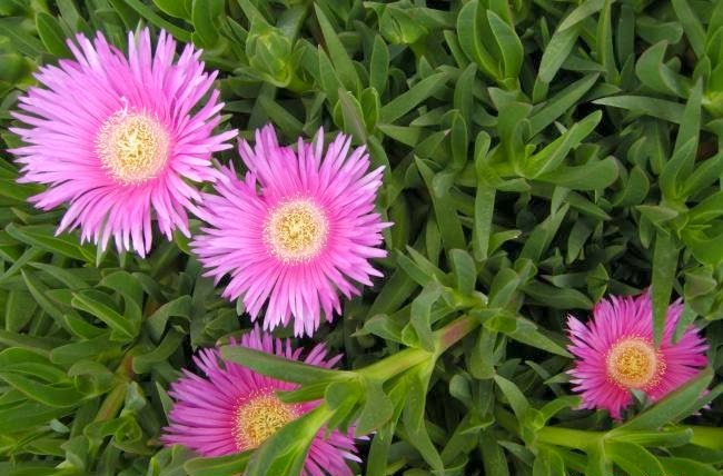 Şifalı Bitkiler Ansiklopedisi Lokman Hekim Kaz Ayağı Bitkisi ve Faydaları