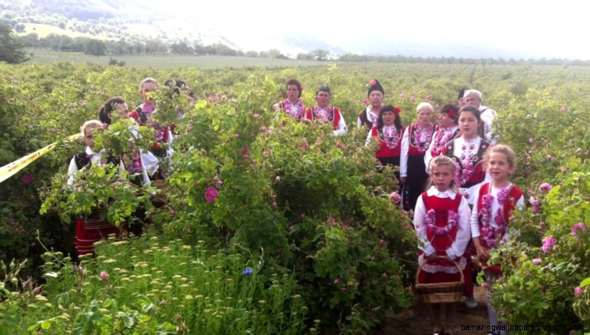 Bulgarian Custom of Rose Picking Valley of Roses YouTube Bulgarian Custom of Rose Picking Valley of Roses YouTube