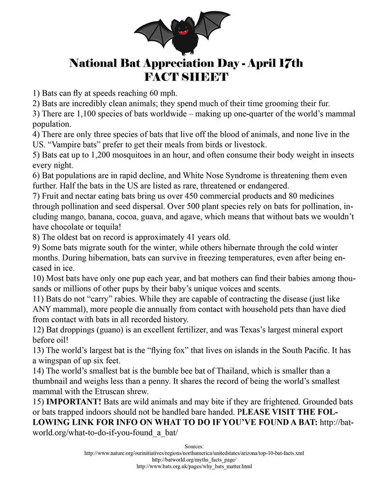 Bat Appreciation Day Fact Sheet to celebrate National Bat Appreciation Day