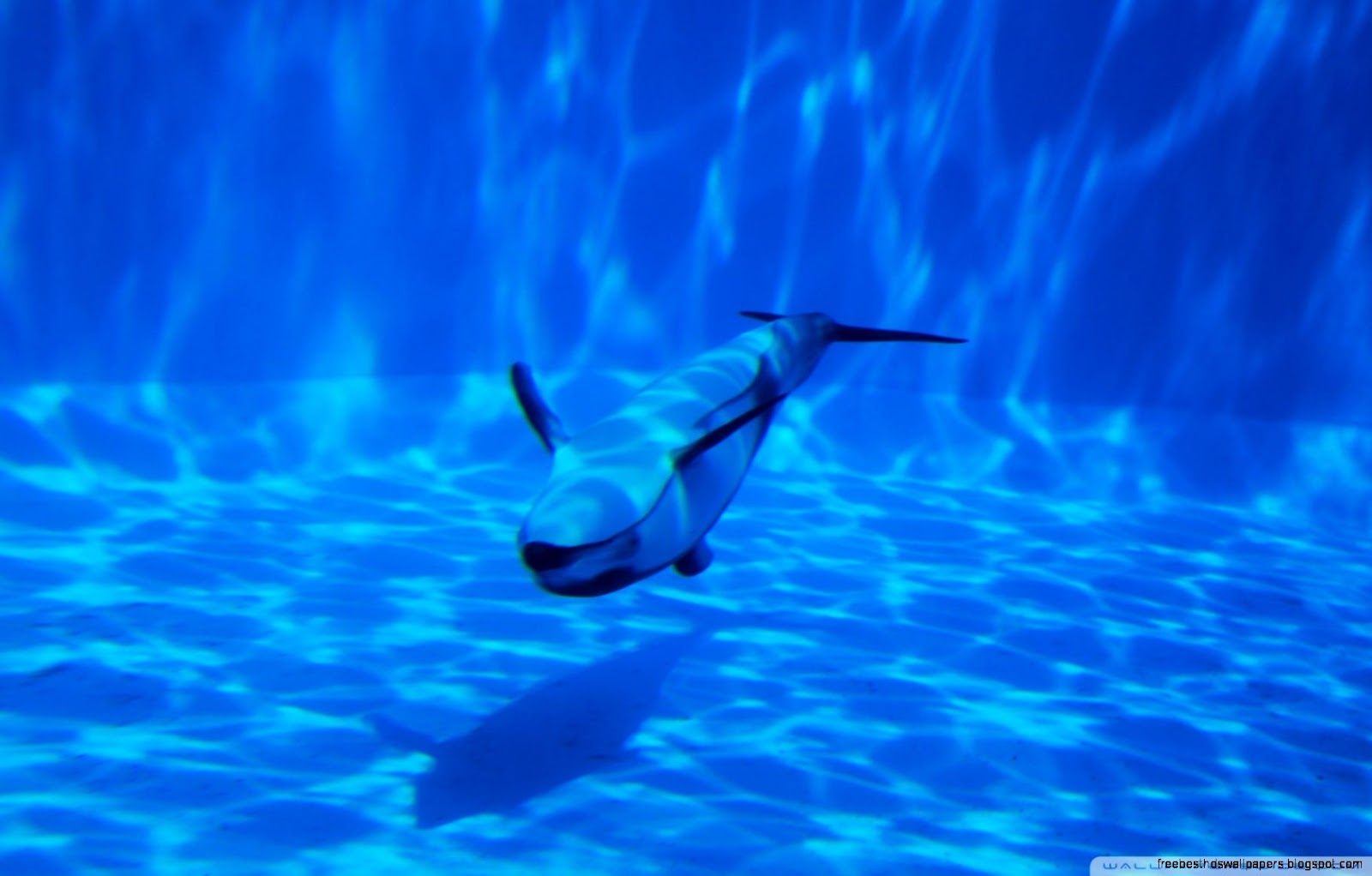 Dolphins Swimming Underwater Dolphins Swimming Underwater