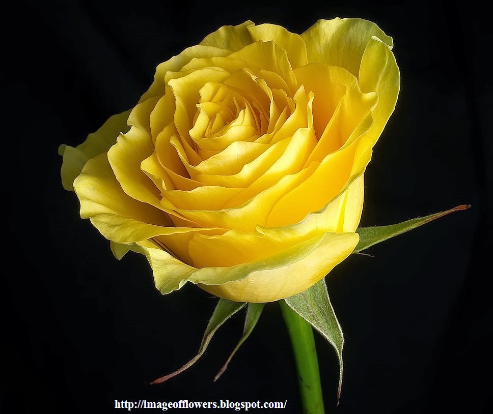 Beautiful Flowers Picture | Download Free Flowers Photos ...