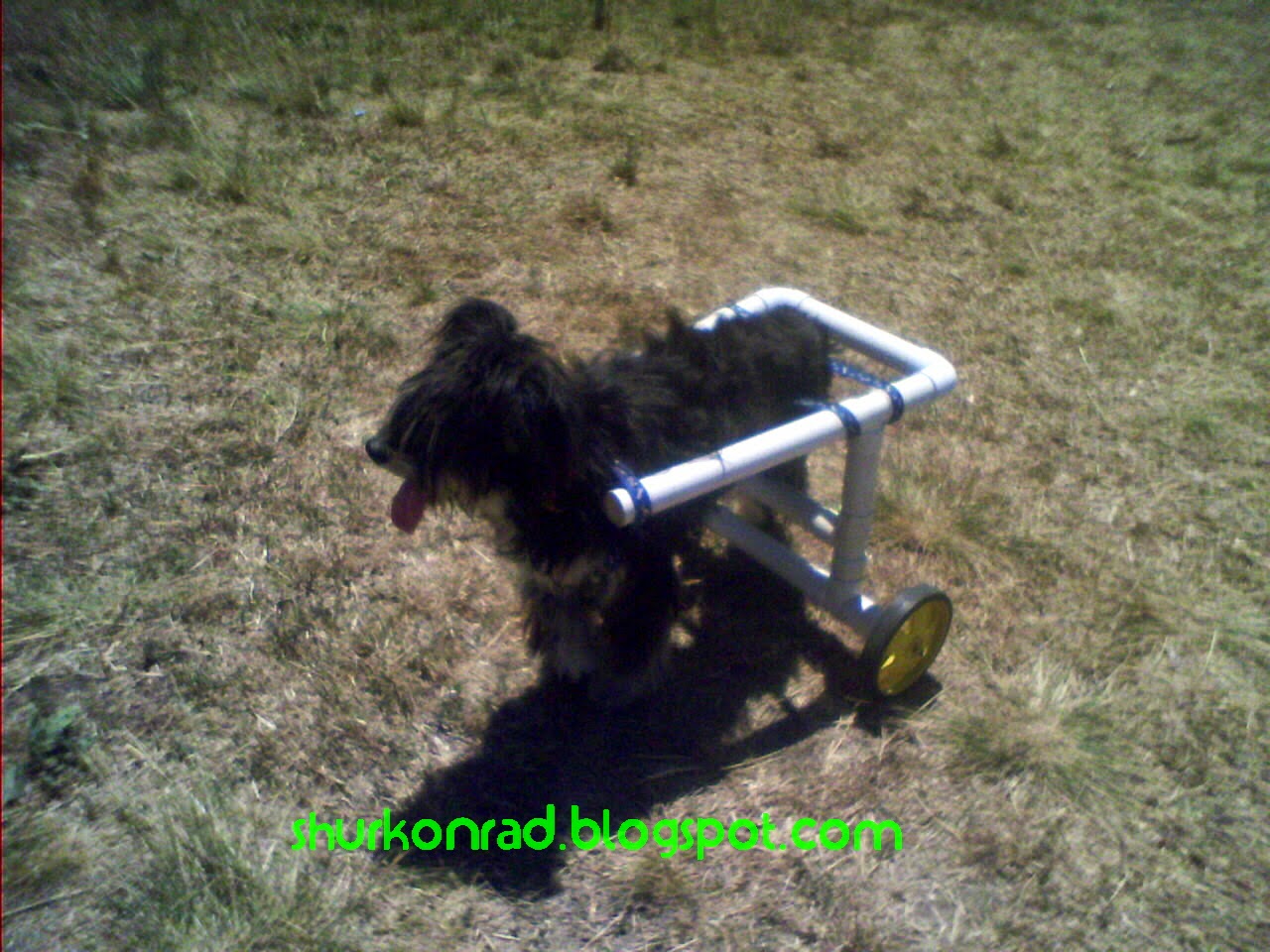 ShurKonrad perro silla ruedas dog 31