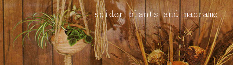 spider plants and macrame