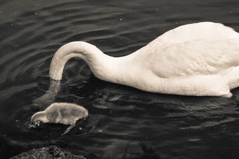 27. A swan and his fluffy baby counterpart. - 30 Animals With Their Adorable Mini-Me Counterparts