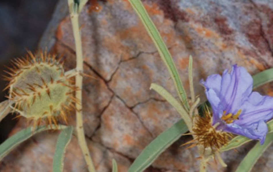 Urban Pollinators Pollinator Friendly Garden Plants For Spring