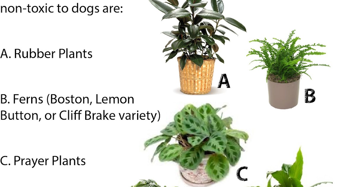 Jess The Miscellaneous DogSafe House Plants