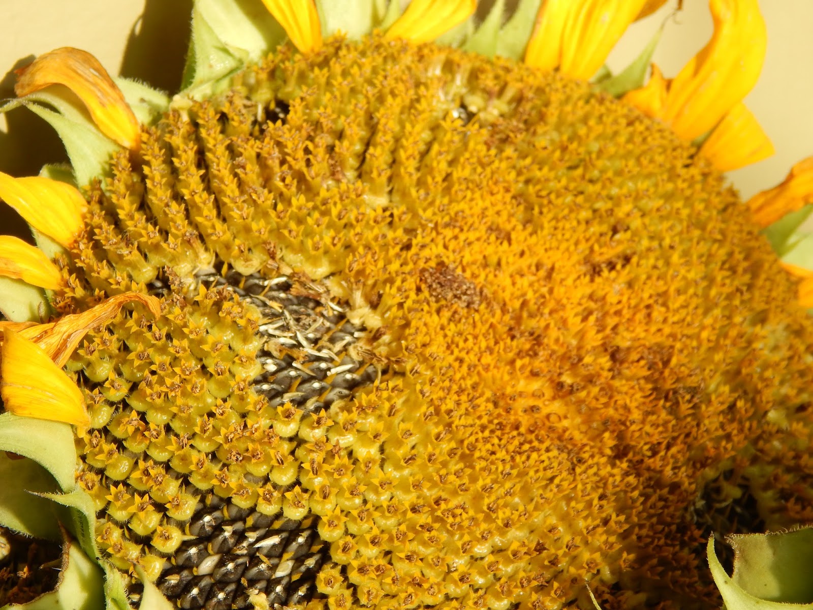 Thoughts from Frank and Fern Of Corn, Potatoes and Sunflowers