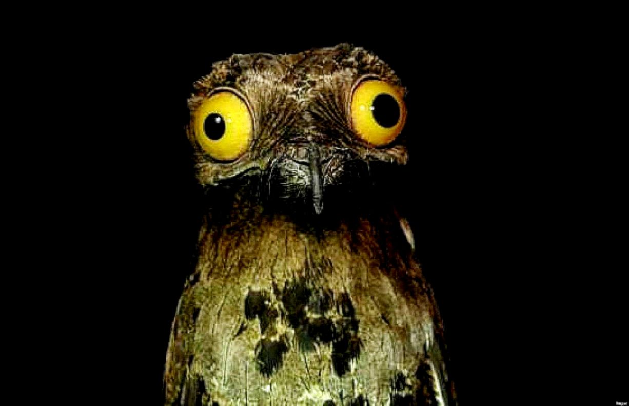 Potoo Bird Red Eye High Definitions Wallpapers Potoo Bird Red Eye High Definitions Wallpapers