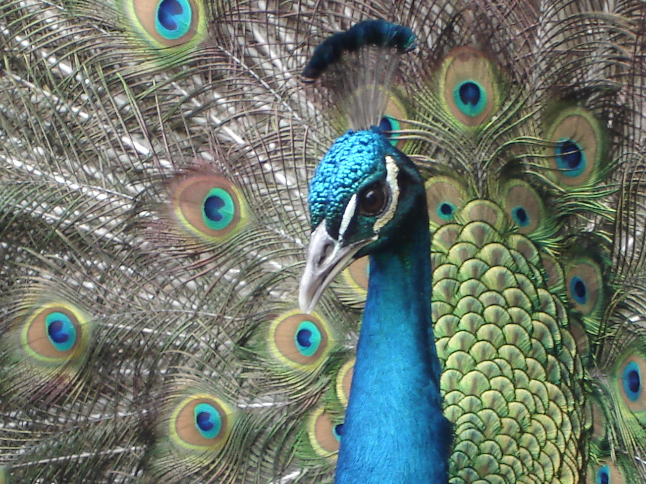Peacock | HD Wallpapers (High Definition) | Free Background