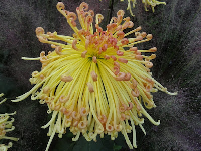 Garden Muses Not Another Toronto Gardening Blog 01 05 12 01 06 12