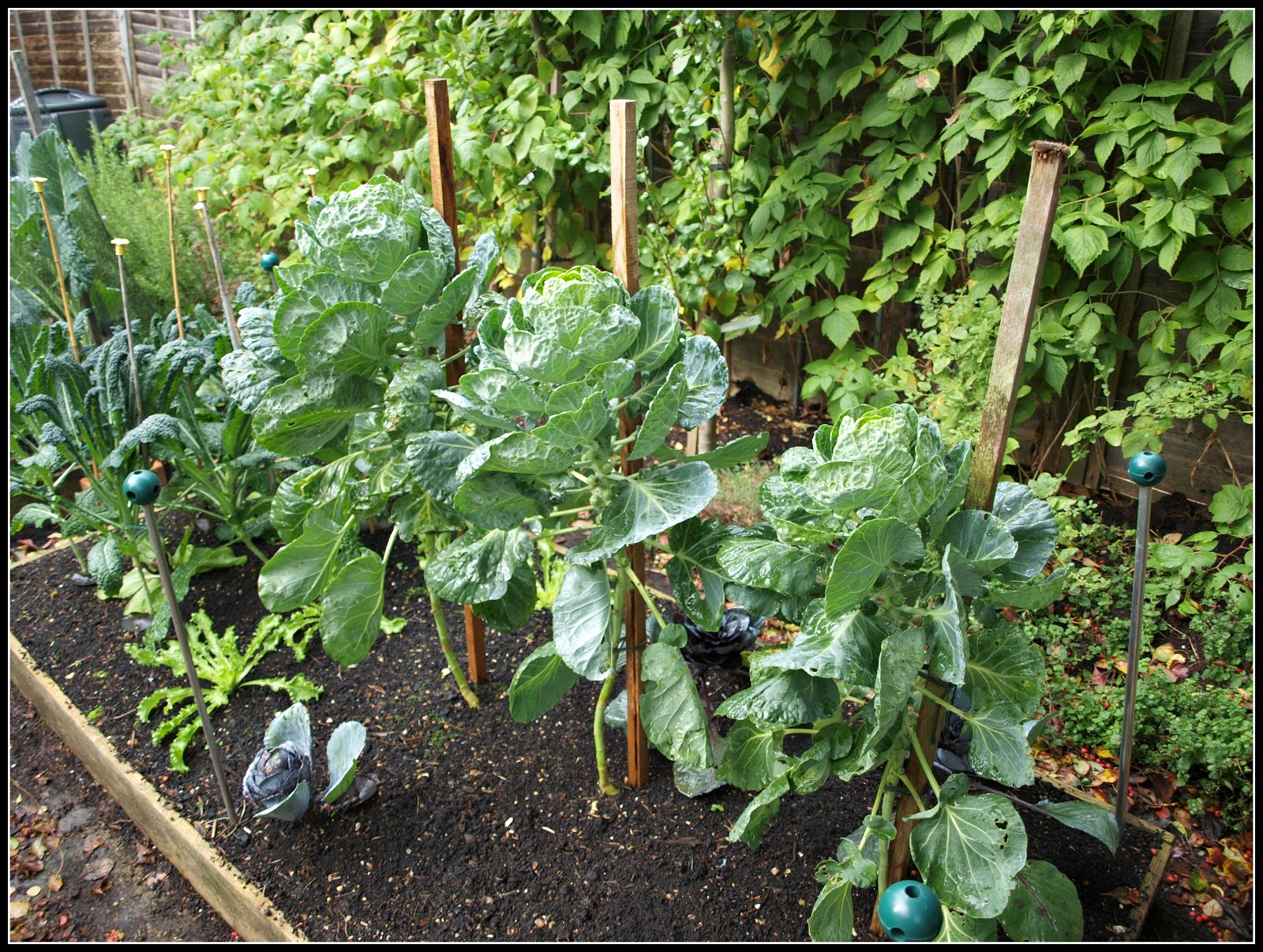 Mark�s Veg Plot Brassica update