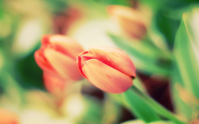 Wallpaper Early Tulips