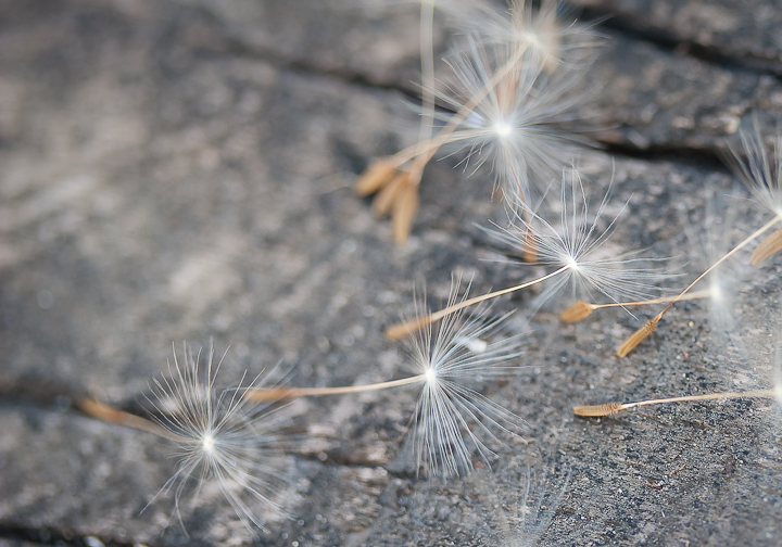 Carla Dyck Photography: Scattering Seeds