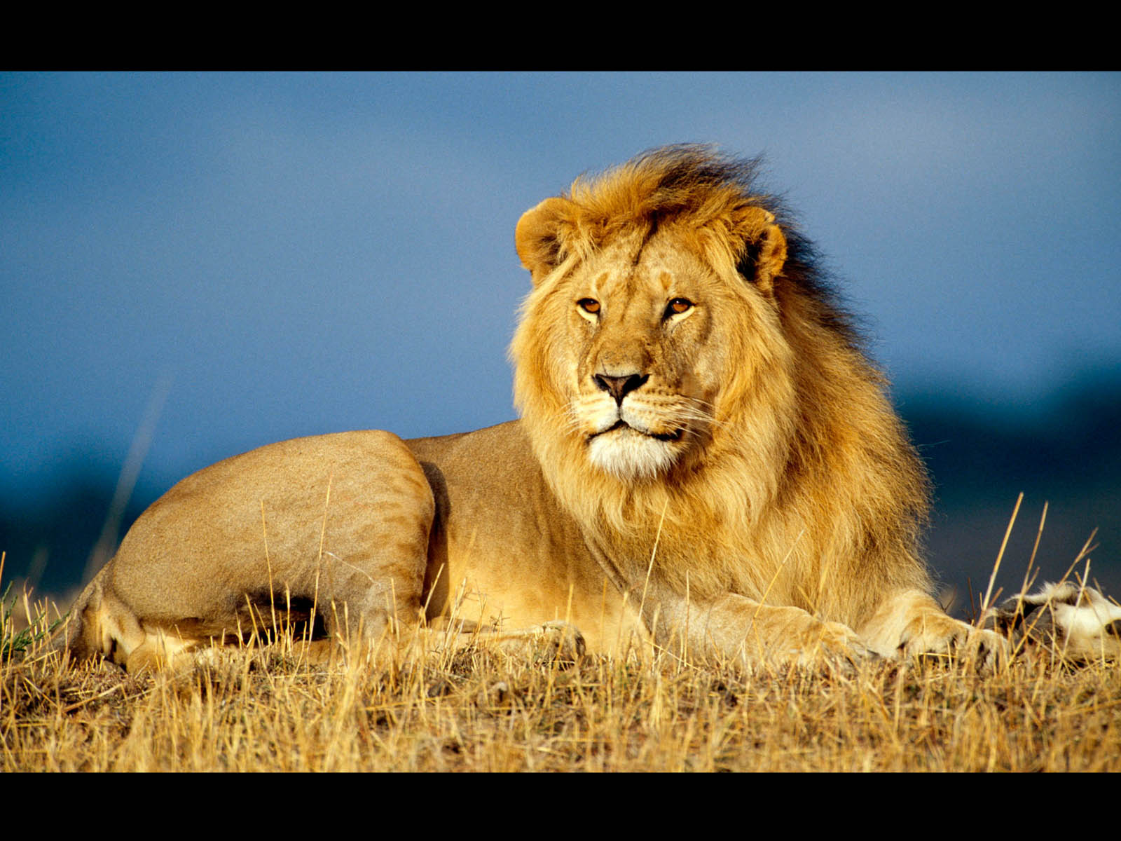 wallpapers: Male Lion Wallpapers