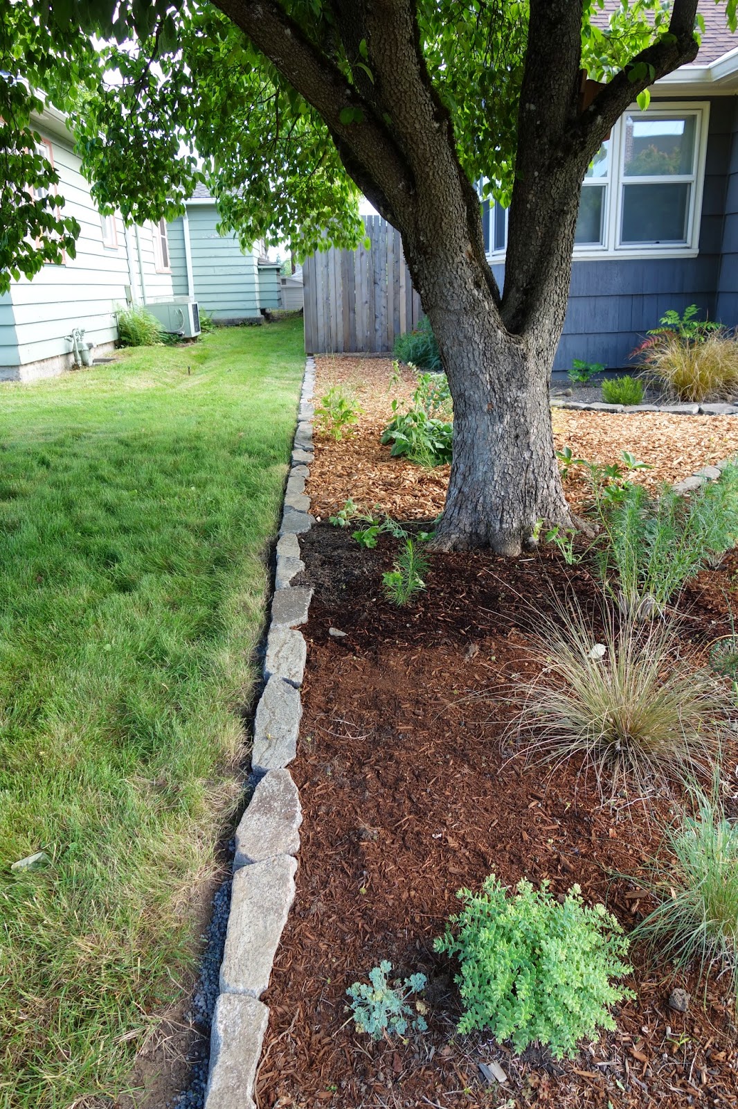 Just a girl with a hammer: We are officially no-mow in the front yard