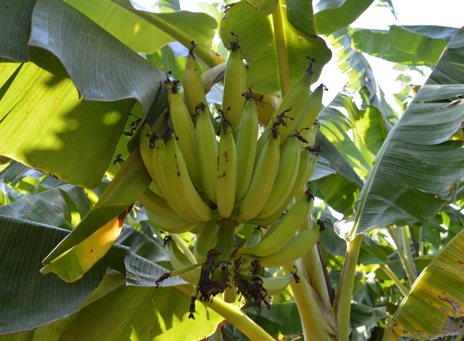 NGO News blog, NewsLine Nendran banana cultivation faces High