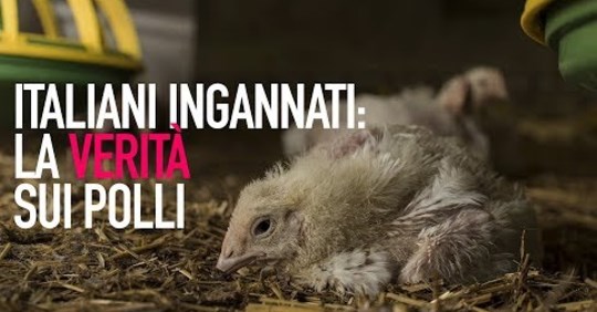 Polli senza antibiotici? Certo, come no !!!