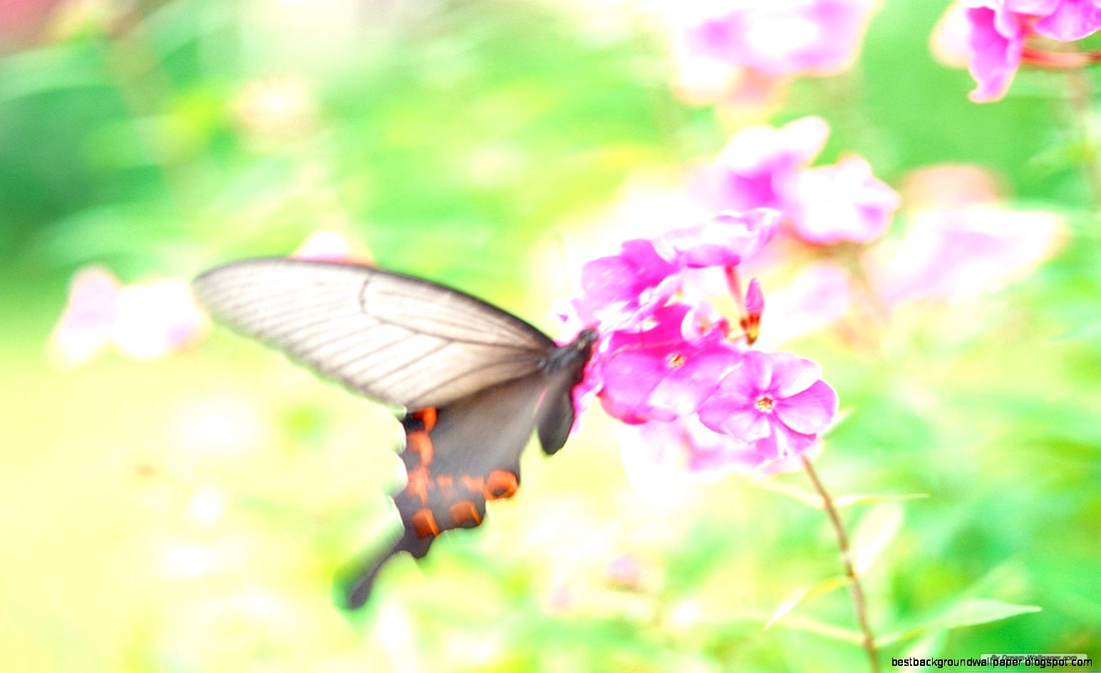 Flower Free Spring Computer Wallpaper Flower Free Spring Computer Wallpaper