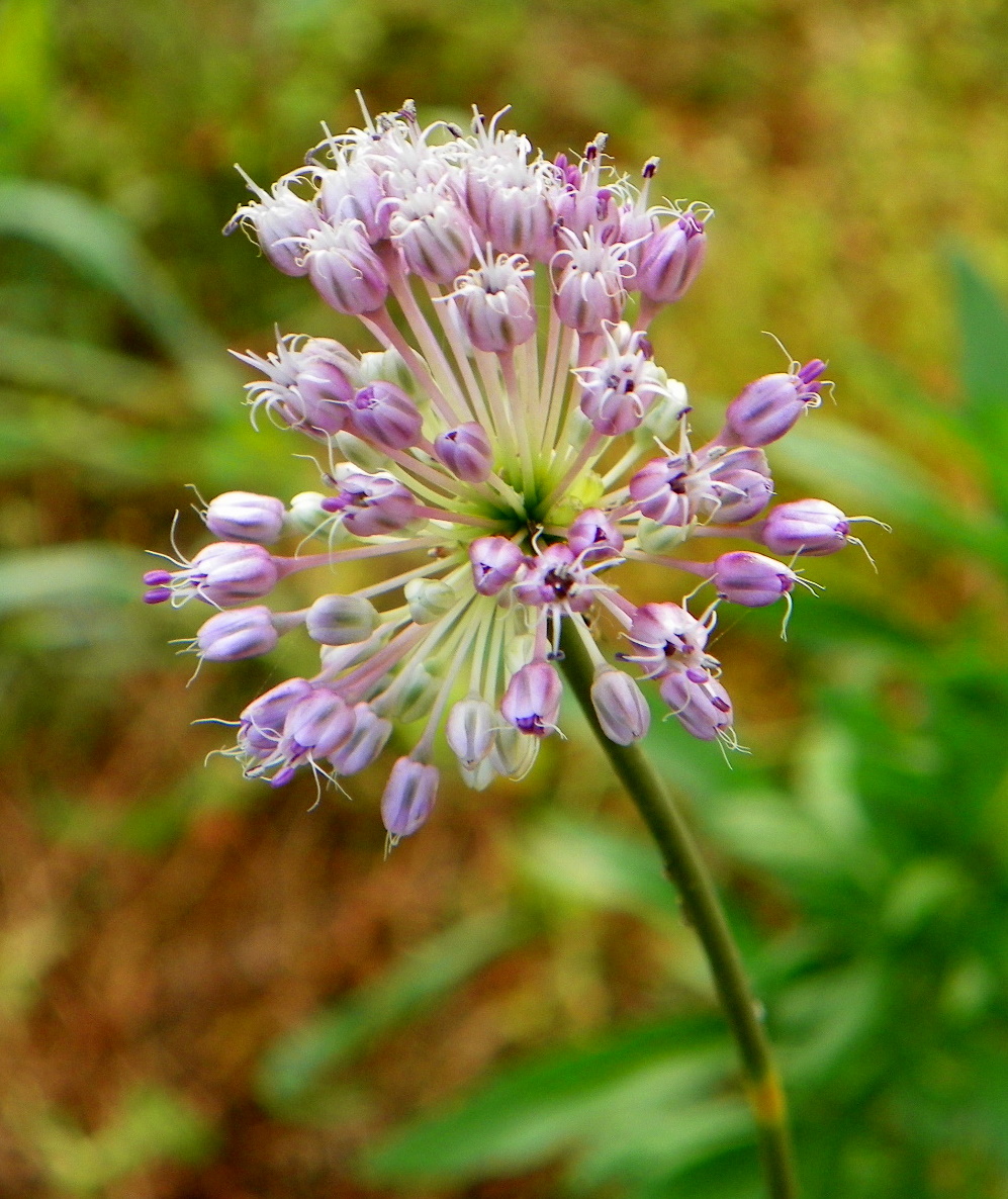"What's Blooming Now" Field Garlic, Wild Onion (Allium vineale)