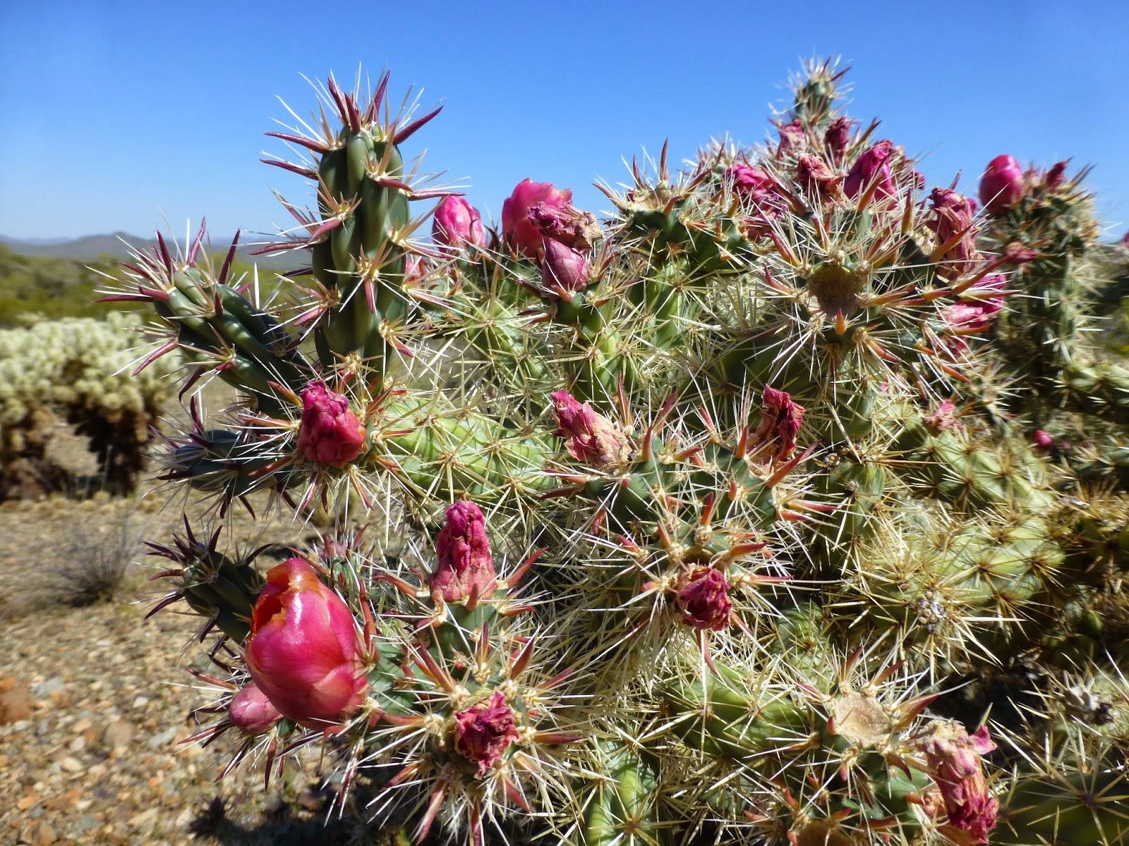 Hundewanderer.com: Phoenix Sonoran Preserve, Desert Vista Trailhead