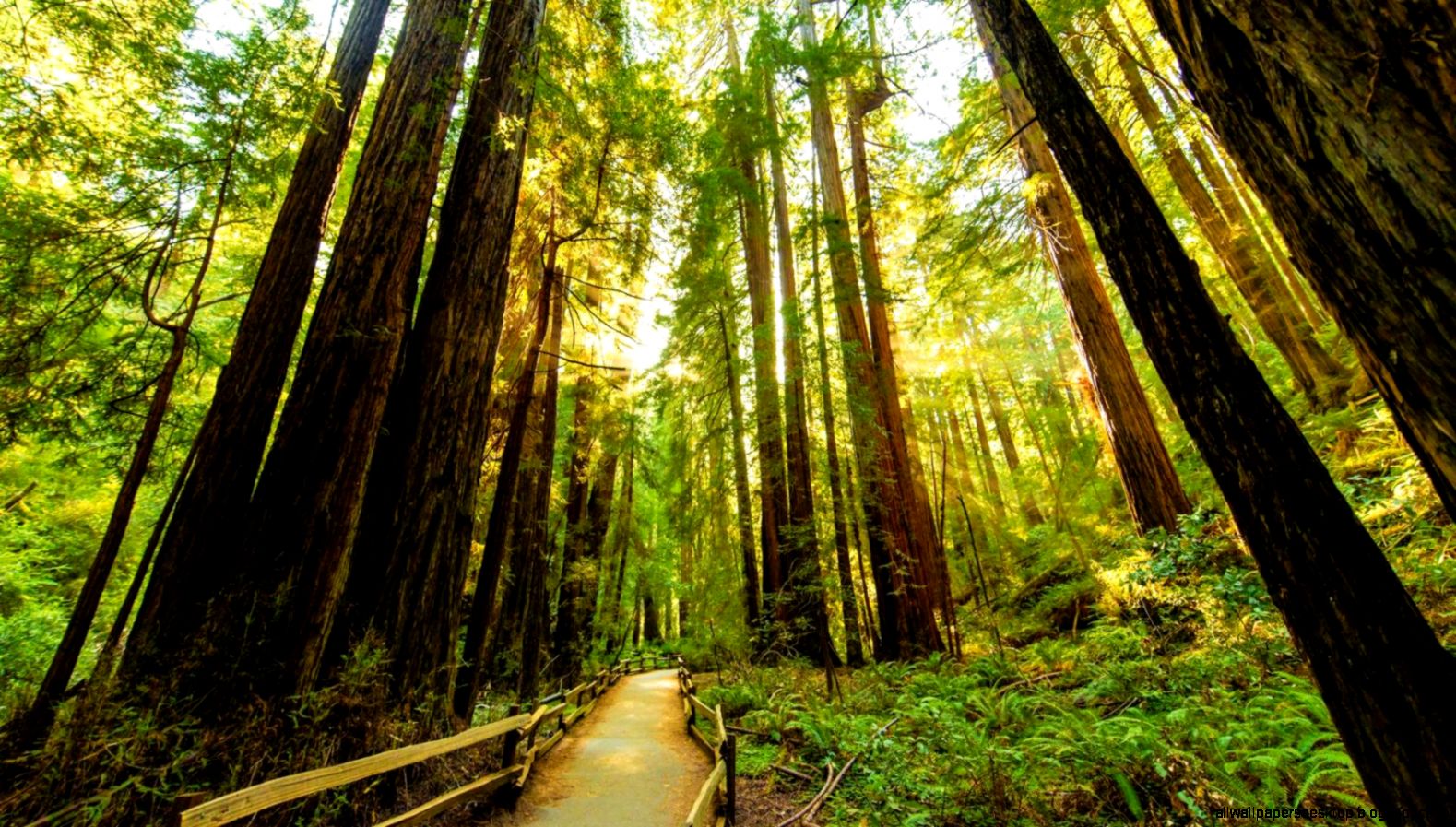 Muir Woods Best Wallpaper Hd All Wallpapers Desktop