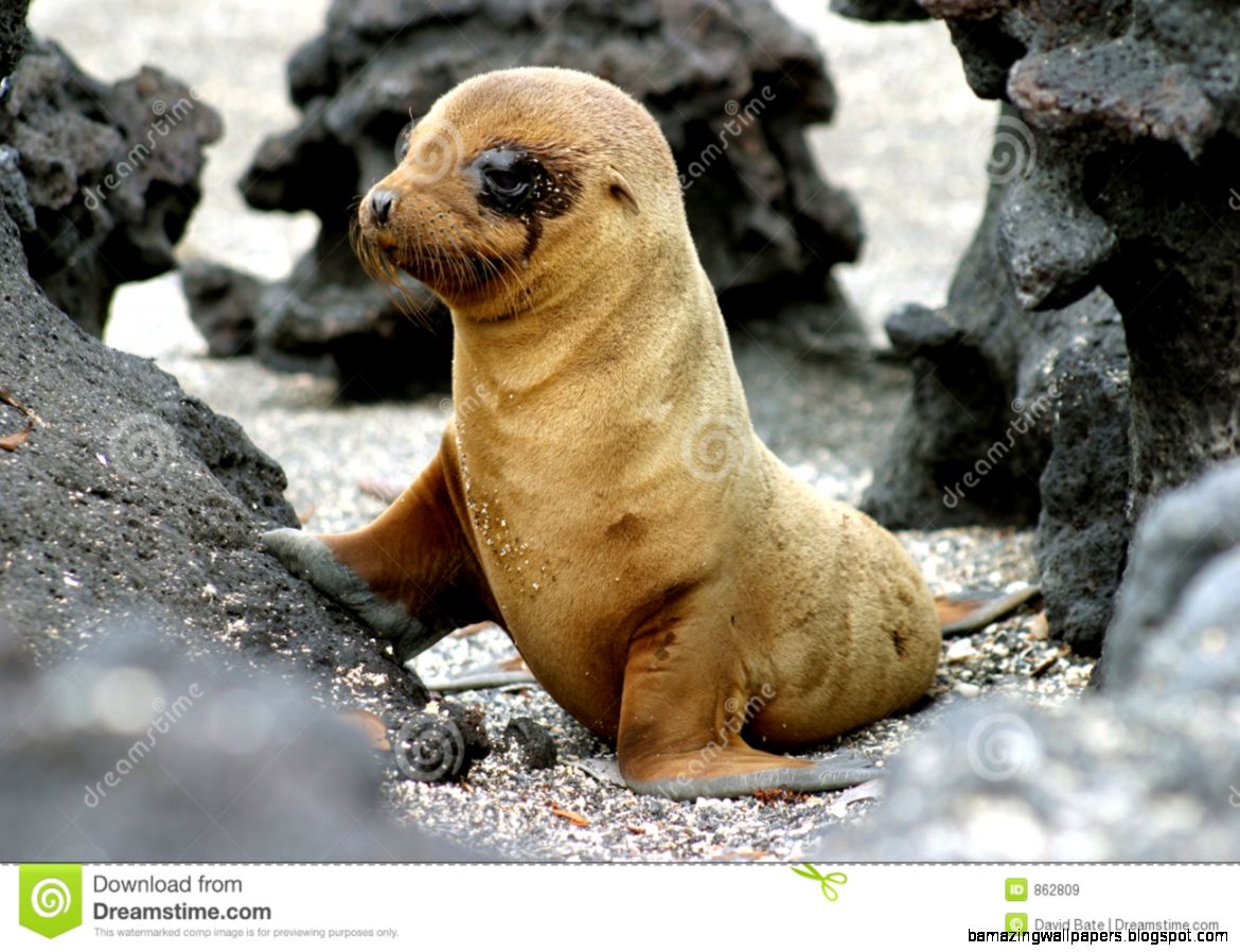 Baby Sea Lion Royalty Free Stock Images   Image 862809 Baby Sea Lion Royalty Free Stock Images   Image 862809