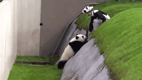 Amazing Creatures: Funny animal gifs - part 183 (10 gifs)