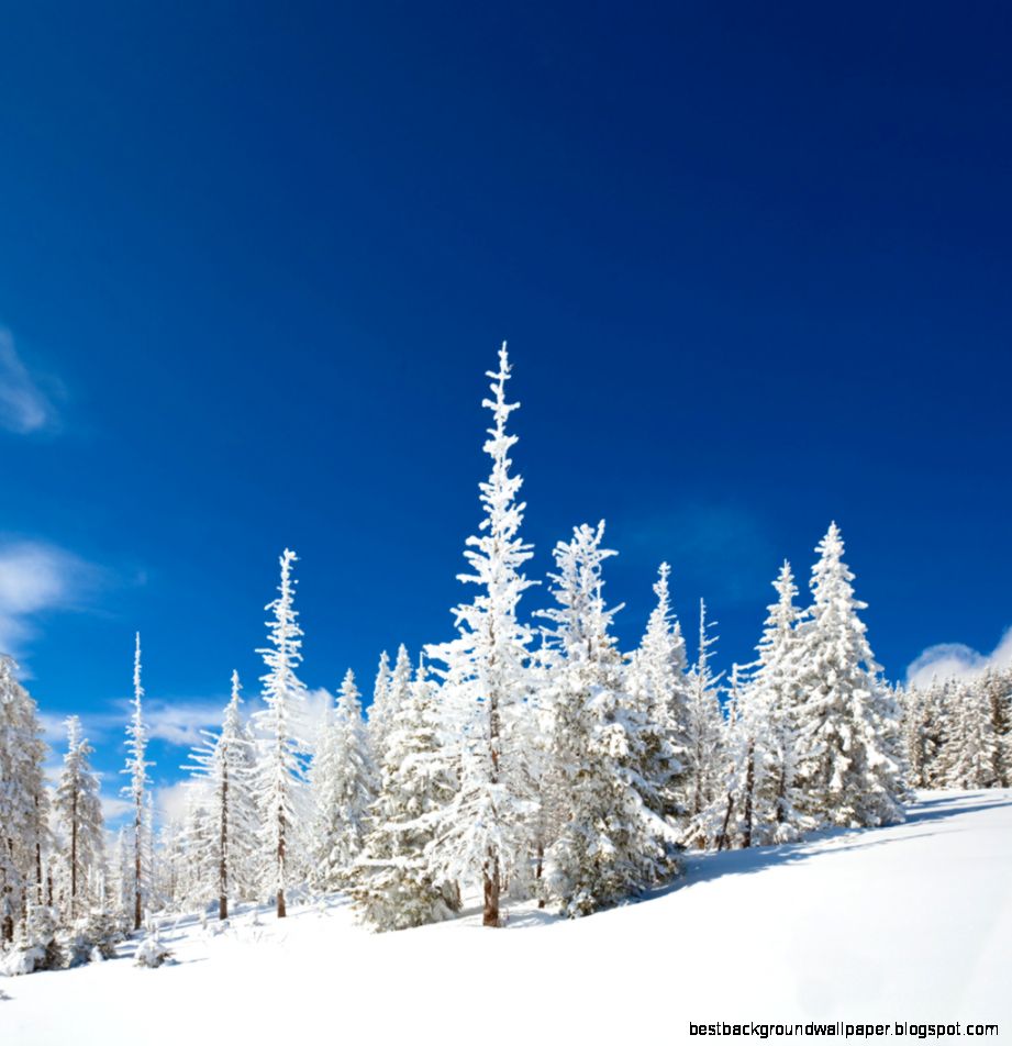 Arctic Tundra Winter Arctic Tundra Winter