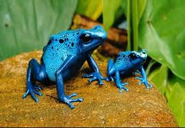 10 Katak Paling Unik Di Dunia
