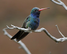 Broadbill Hummingbird