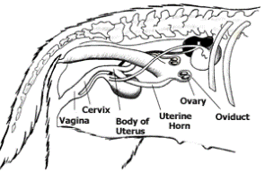 Female Dog Reproductive System - Pets Cute and Docile