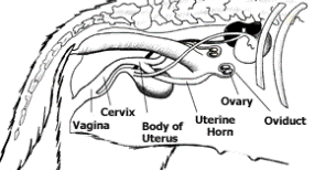 Female Dog Reproductive System - Pets Cute and Docile