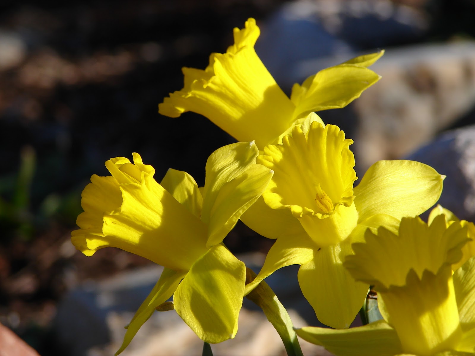 New Utah Gardener Spring Bulbs Are Great For A Waterwise Garden!
