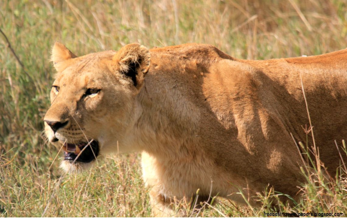 Lioness Hunting Lioness hunting Lioness Hunting Lioness hunting