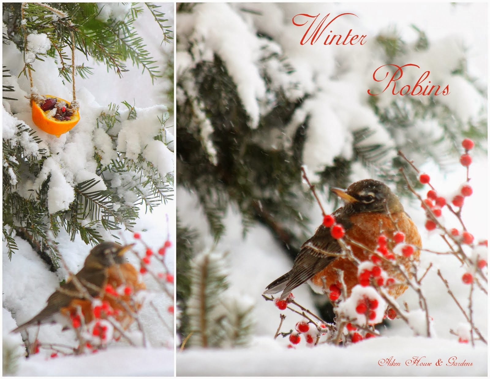 Aiken House & Gardens Winter Robins