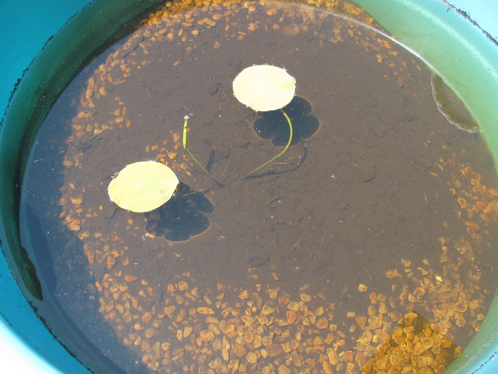 In the Garden How to grow Lotus from seed....step by step!