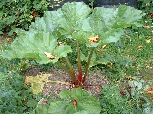 growing rhubarb mid