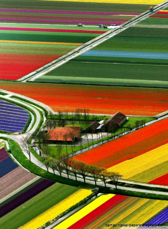 Aerial View Of Tulip Flower Fields Amsterdam The Netherlands HD Aerial View Of Tulip Flower Fields Amsterdam The Netherlands HD