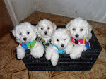 CACHORRITOS